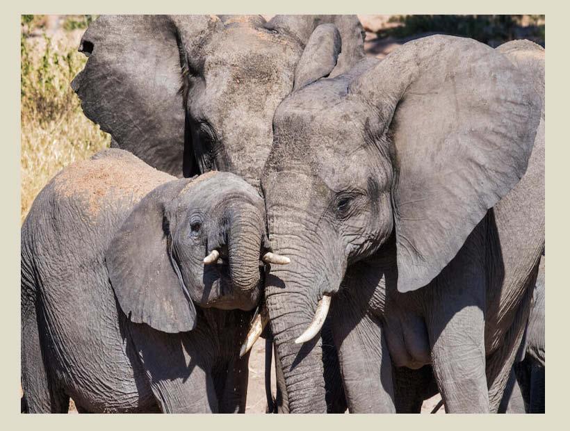 From Butterflies to Elephants- Tuesday, September 9